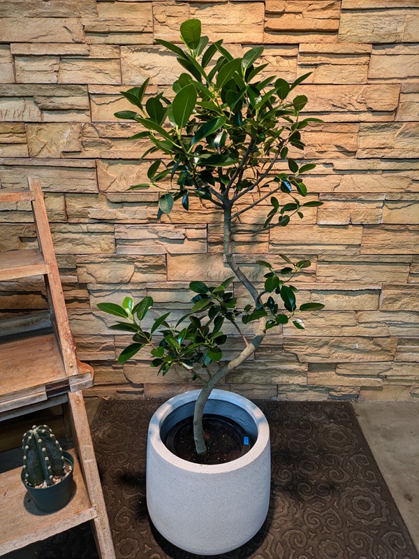 フランスゴムA675