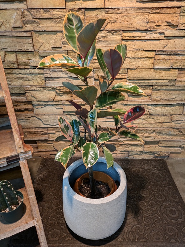 フィカス・ルビーA677