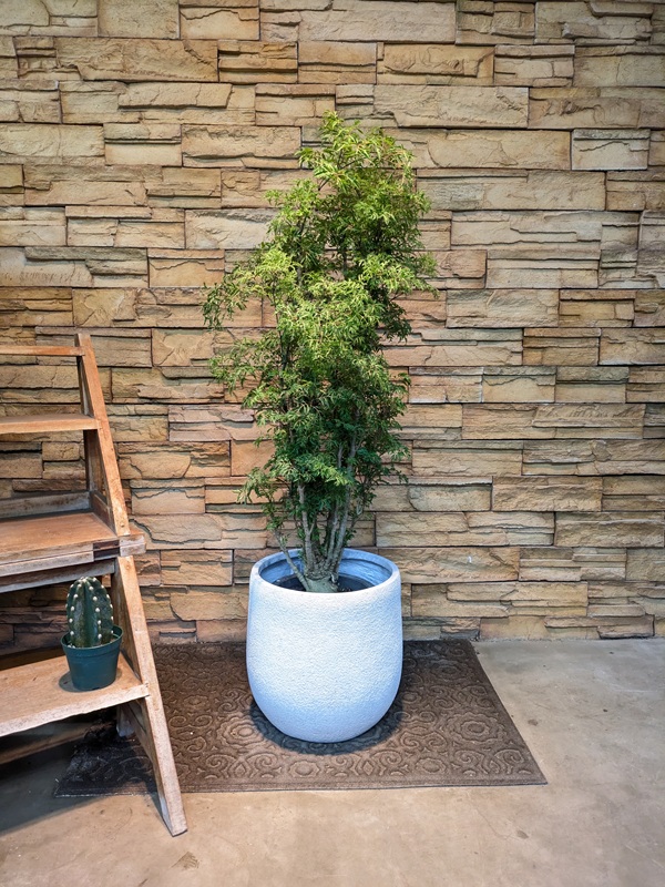 ポリシャス・フルチコーサA694