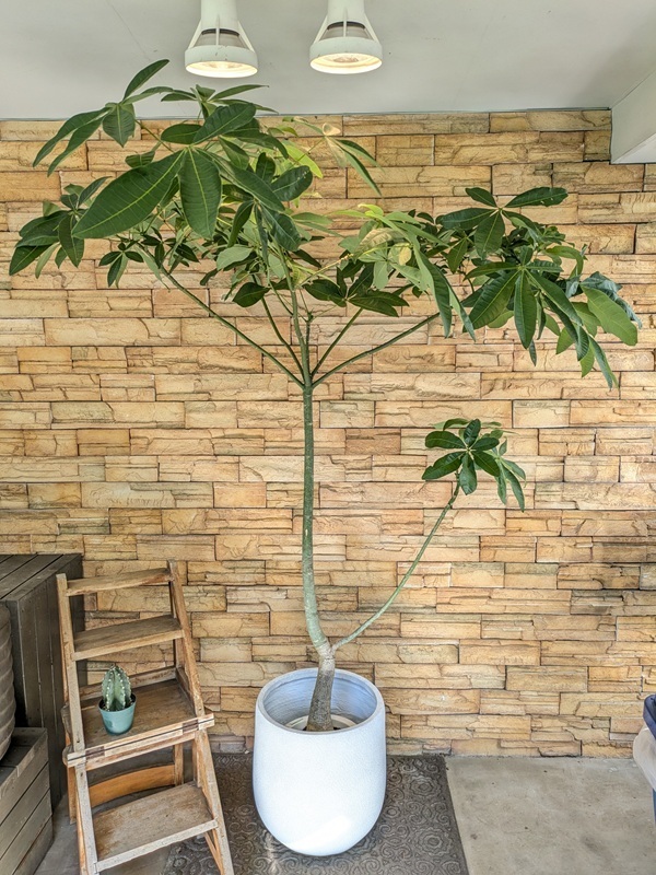 パラソルパキラA696