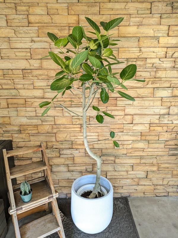 ベンガレンシスA697