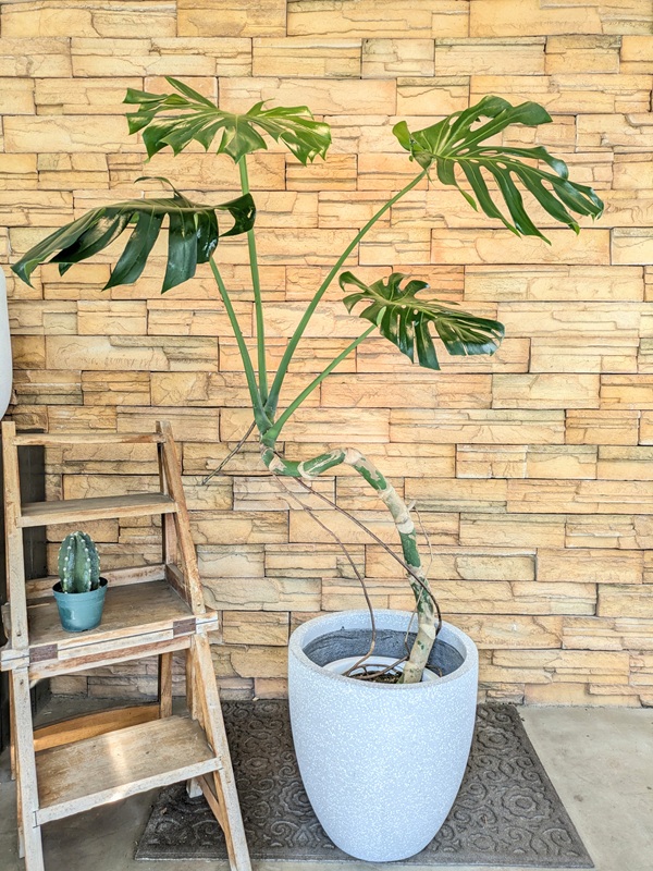 幹立ちモンステラA704