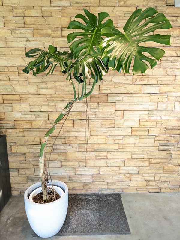 幹立ちモンステラA705