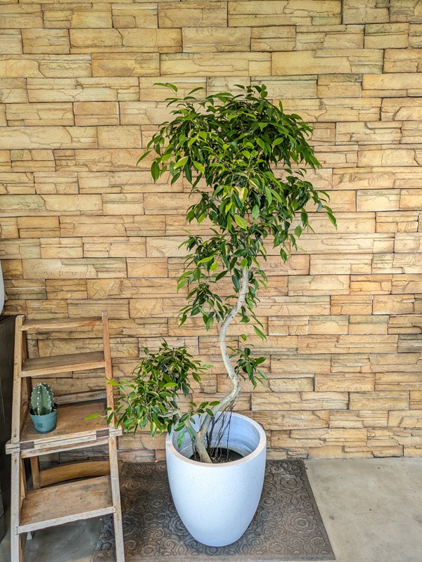 ベンジャミン・ヌダA706