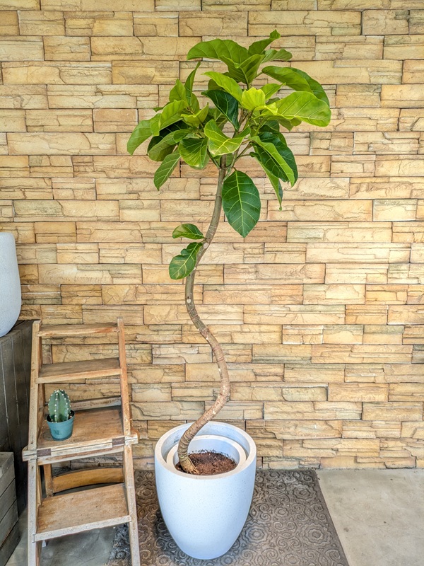 アフリカンプリンスA707