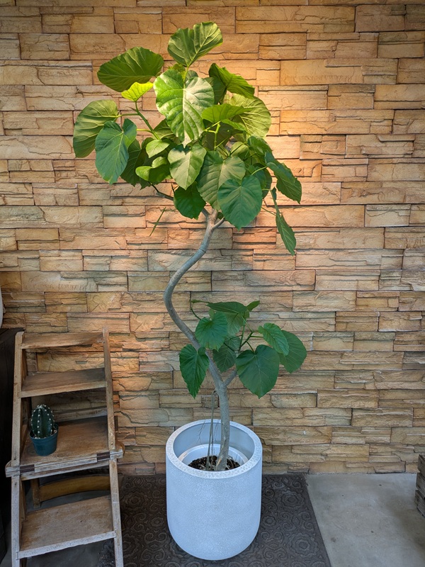 ウンベラータA709