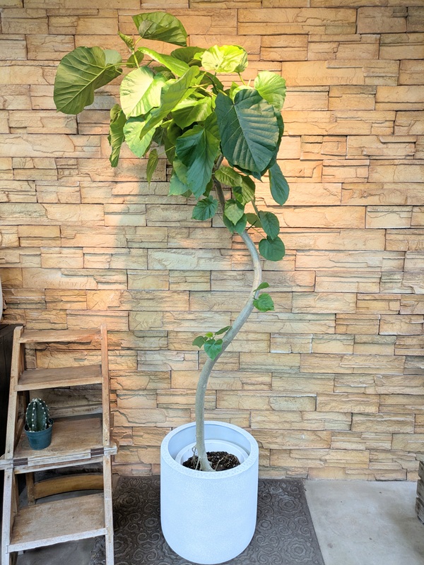 ウンベラータA710