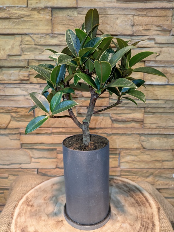 その他】観葉植物一覧｜都内最大級の観葉植物専門店「ワールドガーデン」