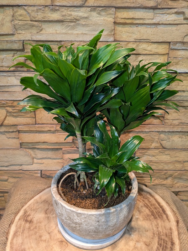 その他】観葉植物一覧｜都内最大級の観葉植物専門店「ワールドガーデン」