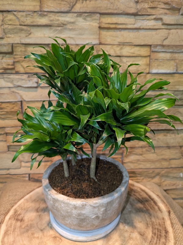 その他】観葉植物一覧｜都内最大級の観葉植物専門店「ワールドガーデン」