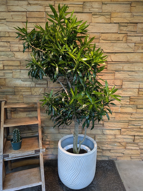 ドラセナ・ジャマイカA736