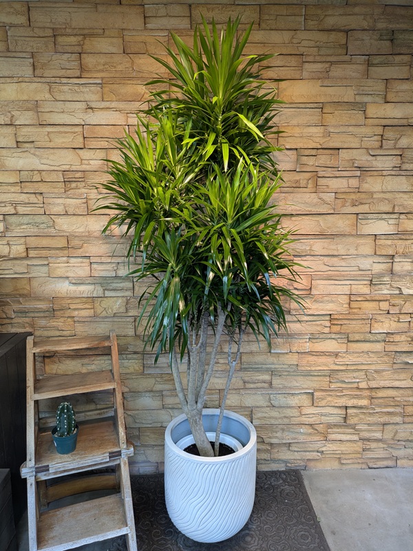 ドラセナ・ナビーA737