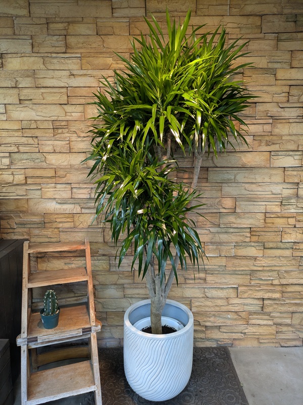 ドラセナ・ナビーA738