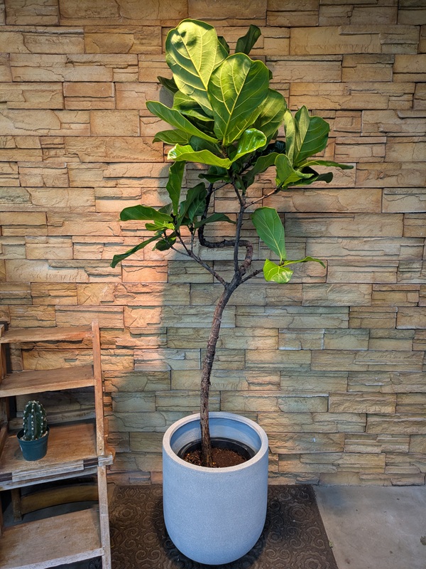 カシワバゴムA742