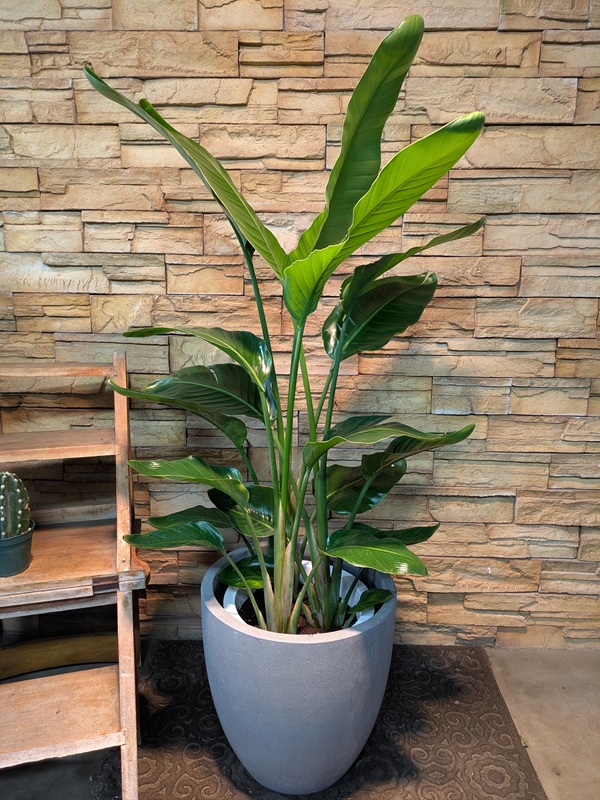 ストレチア・オーガスタA747