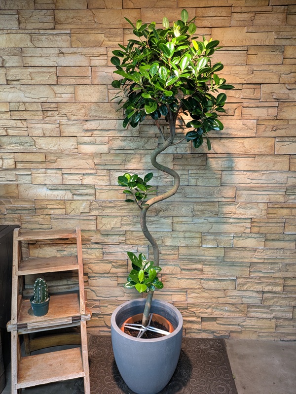 ジャンボリーフA748