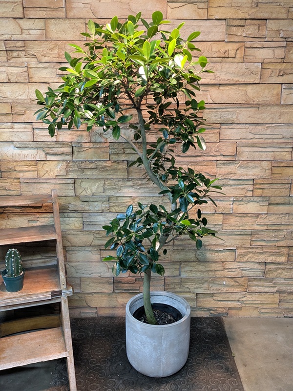 フランスゴムA752