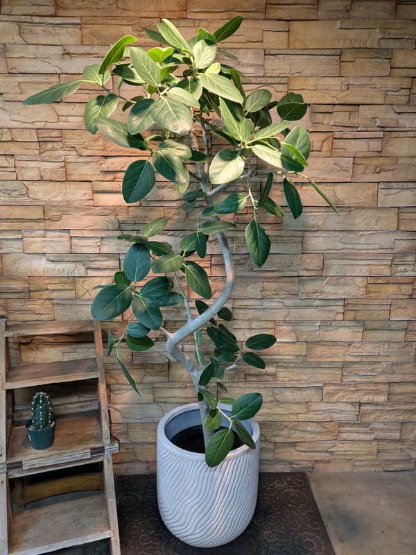 ベンガレンシスA757