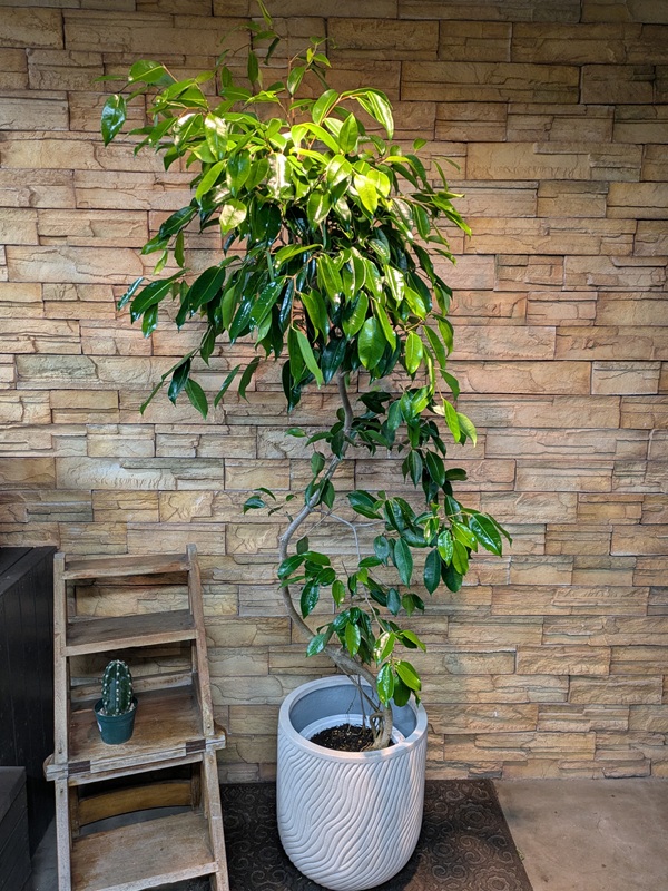 フィカス・ストリクタA758