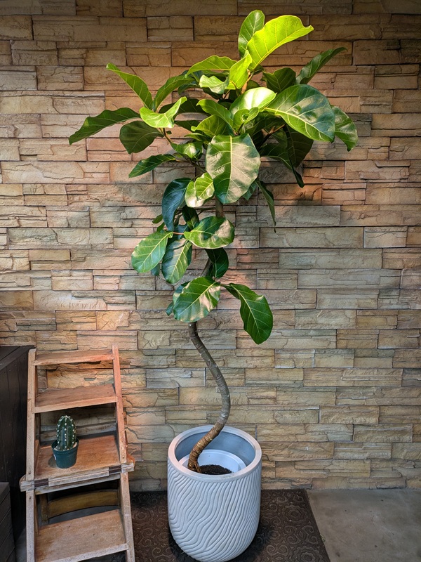 アフリカンプリンスA759