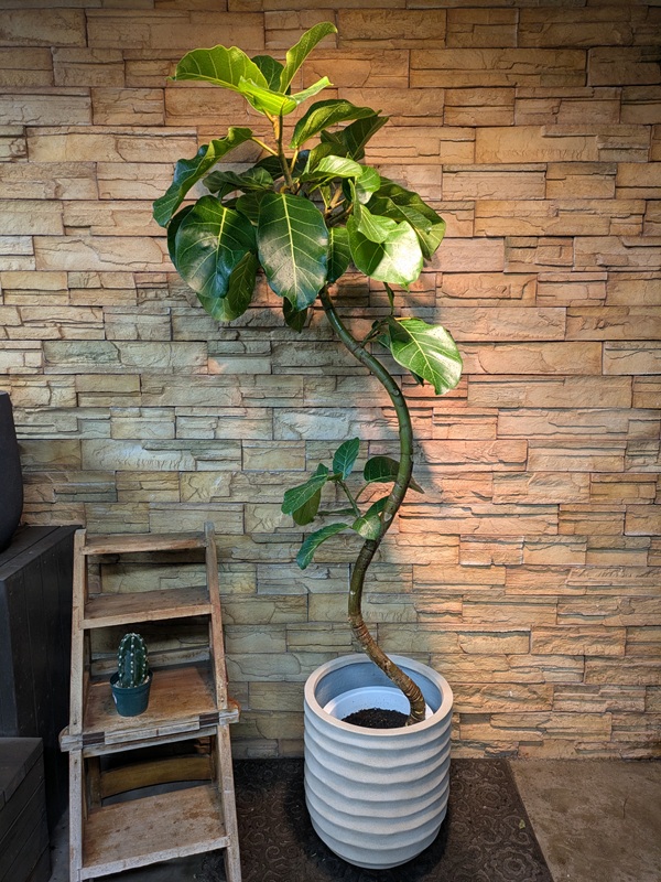 アフリカンプリンスA770