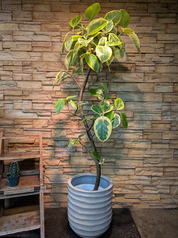 アルテシマ斑入りA771