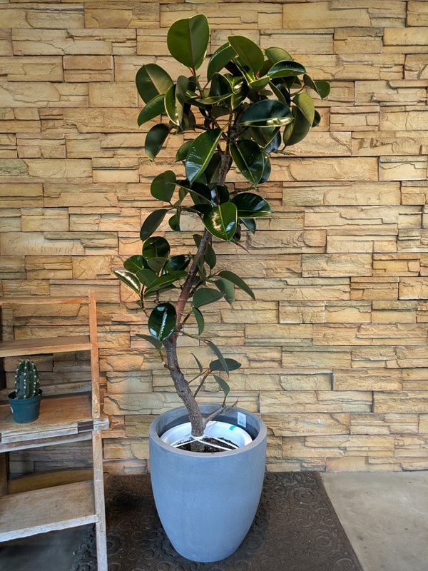 フィカス・ソフィアA773