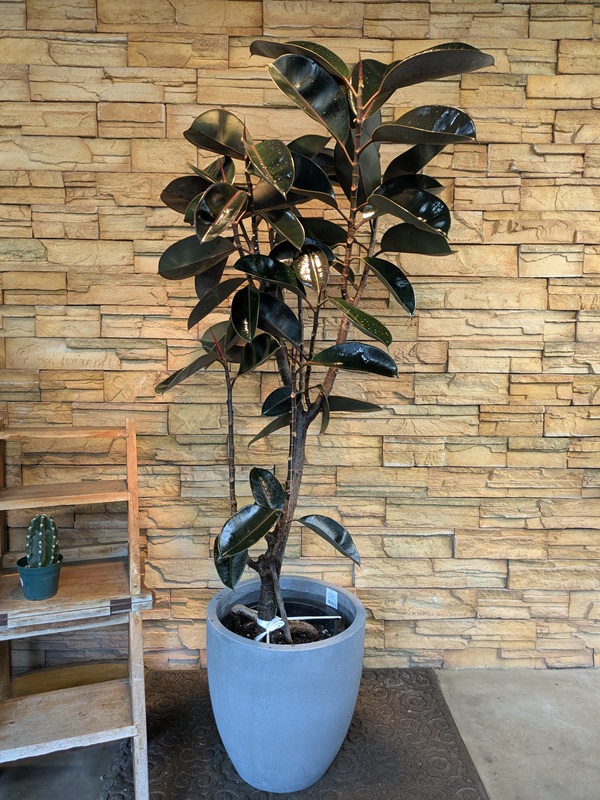 フィカス・バーガンディA774