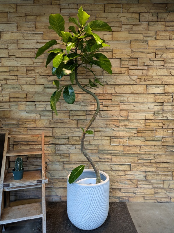 アフリカンプリンスA775