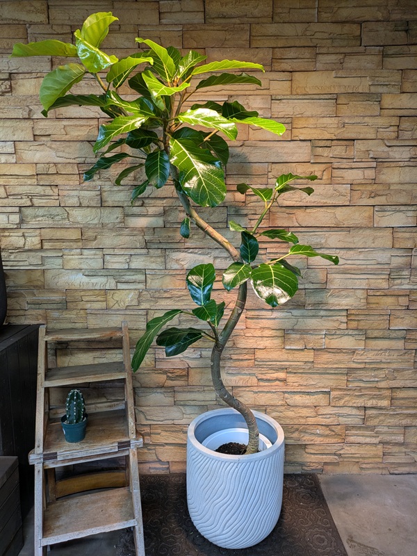 アフリカンプリンスA776