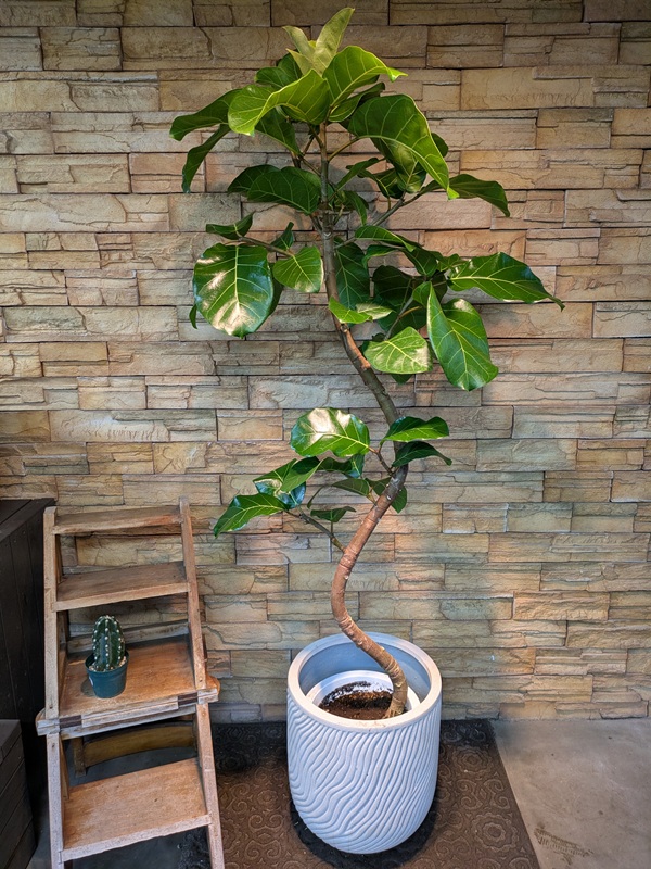 大鉢】観葉植物一覧｜都内最大級の観葉植物専門店「ワールドガーデン」