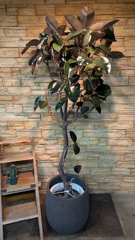 フィカス・バーガンディA782