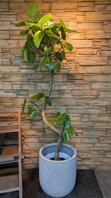 アルテシマ斑入りA789