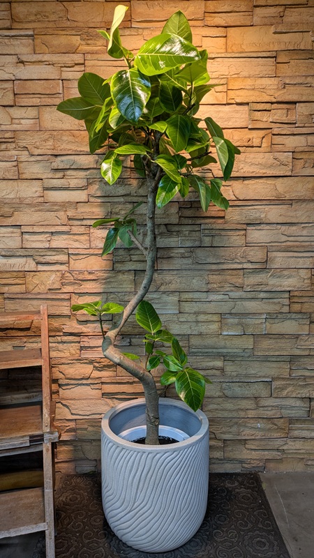 アルテシマ斑入りA791