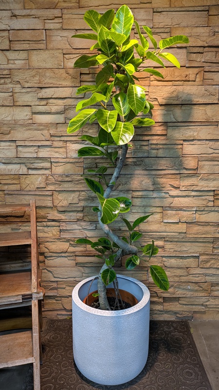 アルテシマ斑入りA792