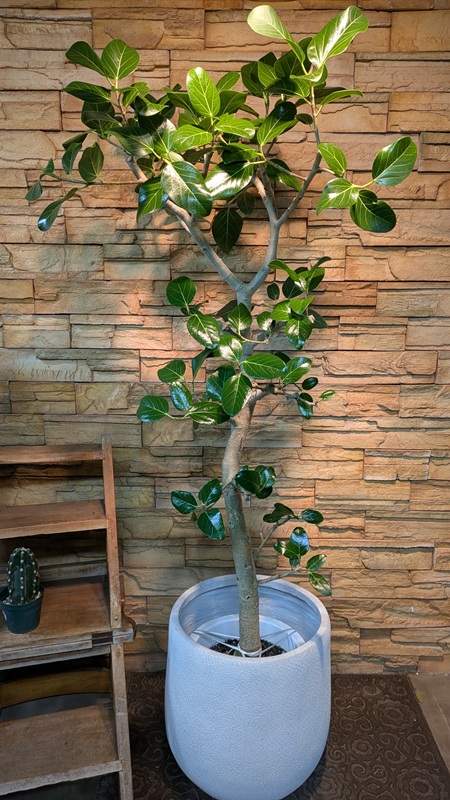 ベンガレンシスA798