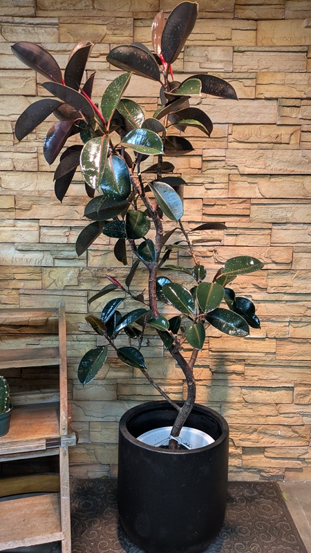 フィカス・バーガンディA802