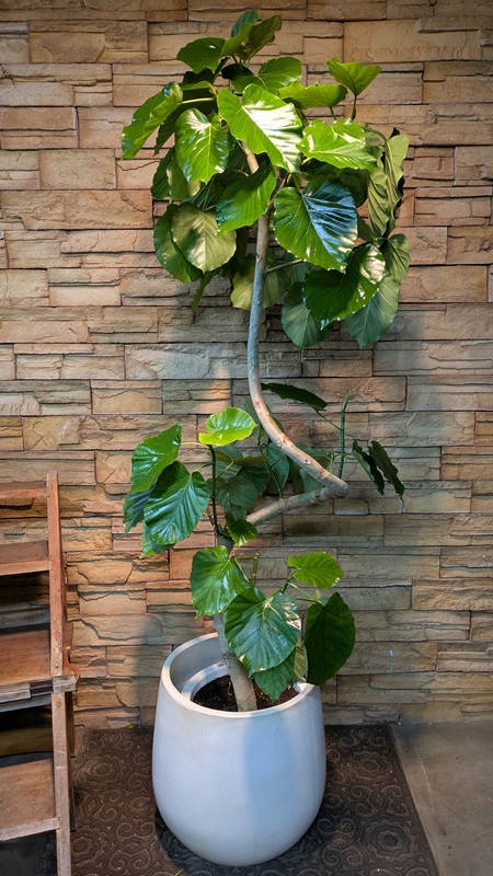 ウンベラータA803