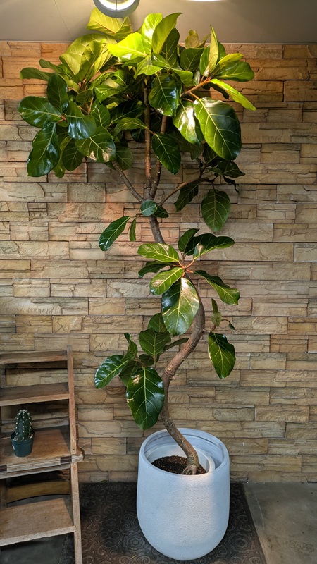 アフリカンプリンスA805