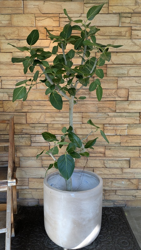 ベンガレンシスA818