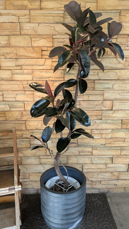 バーガンディA819