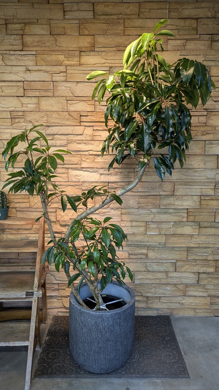 ツピタンサスA952