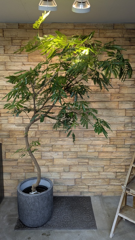 エバーフレッシュA953