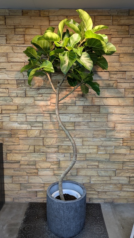 アフリカンプリンスA954