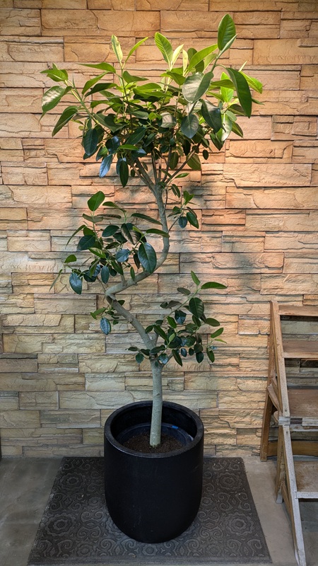 フランスゴムA955