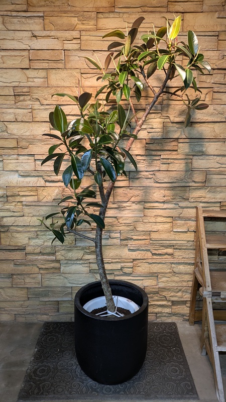 フィカス・メラニーA957