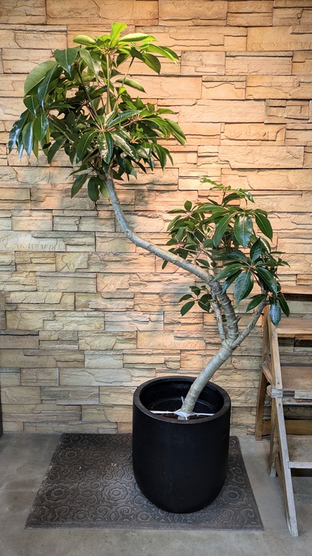 ツピタンサスA958