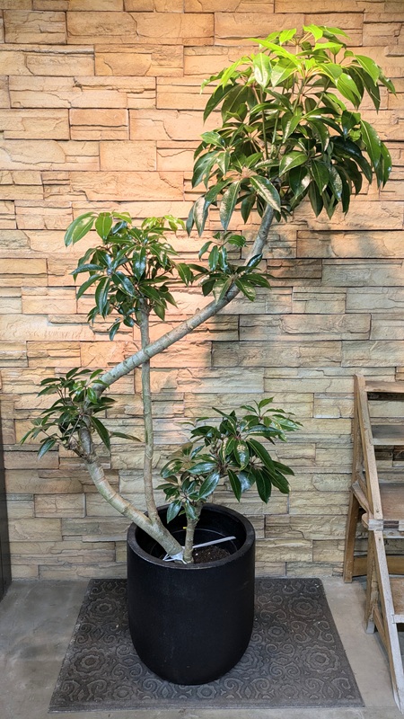 ツピタンサスA959