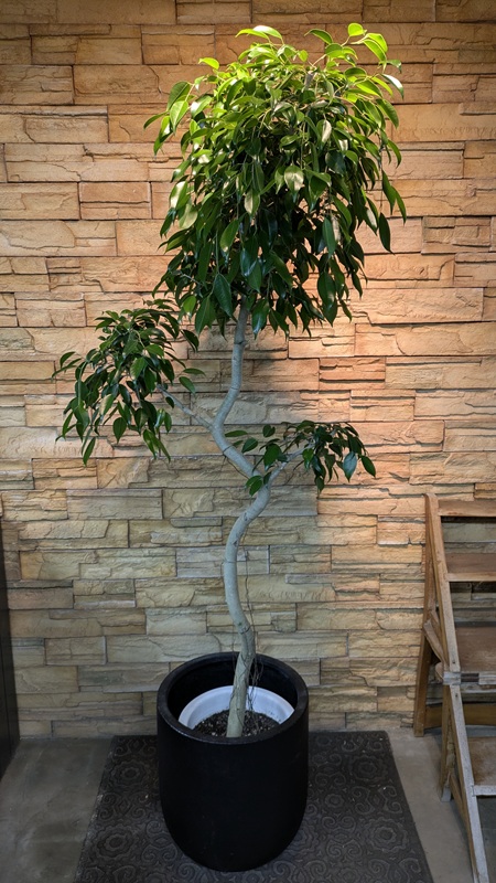 ベンジャミン・ヌダA960