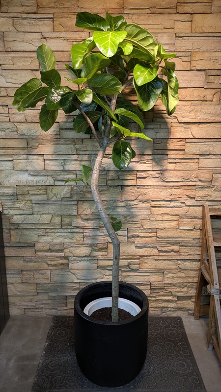 アフリカンプリンスA961